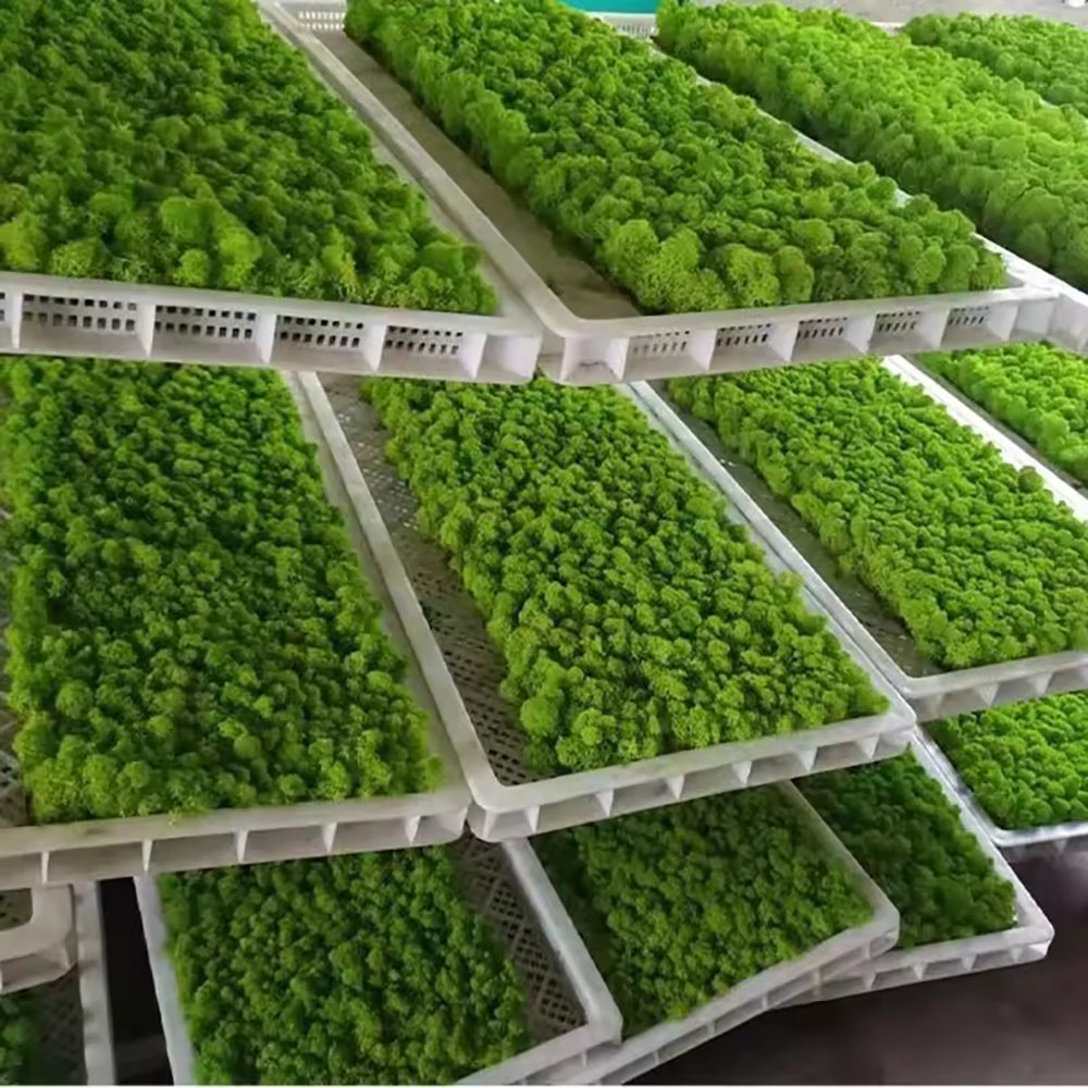 200/500g Eternal Life Fake Mos - Sphagnum Moss Dry ulasan dan harga