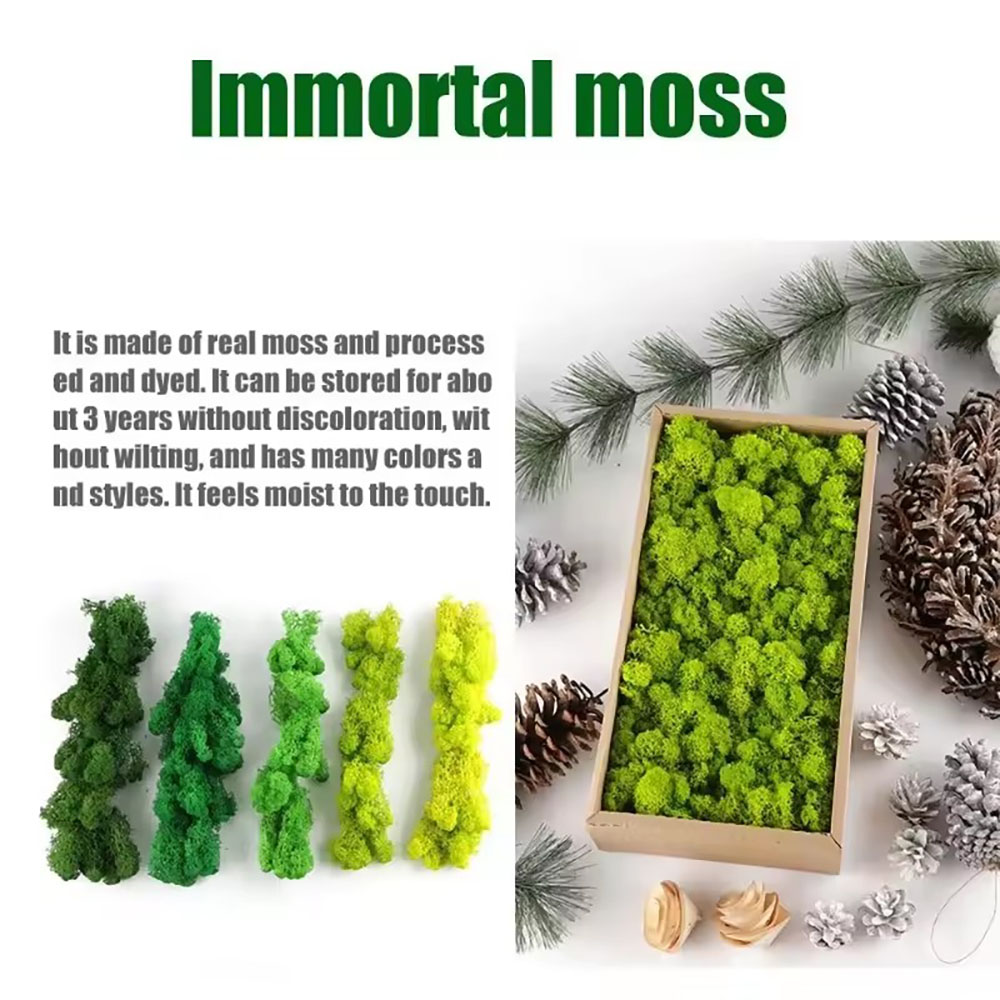 200/500g Eternal Life Fake Mos - Sphagnum Moss Dry ulasan dan harga